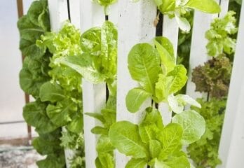 Best Indoor Vertical Garden - Buyer’s Guide