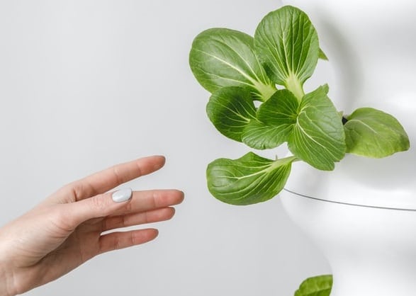 17 lettuce grow unsplash in the vertical hydroponic garden at home how to grow without soil