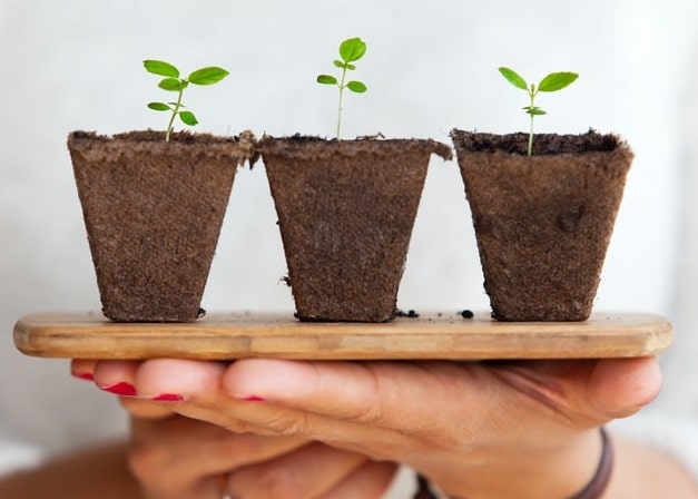 how to start germinating seeds