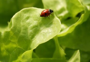 hydroponics growing system ladybug