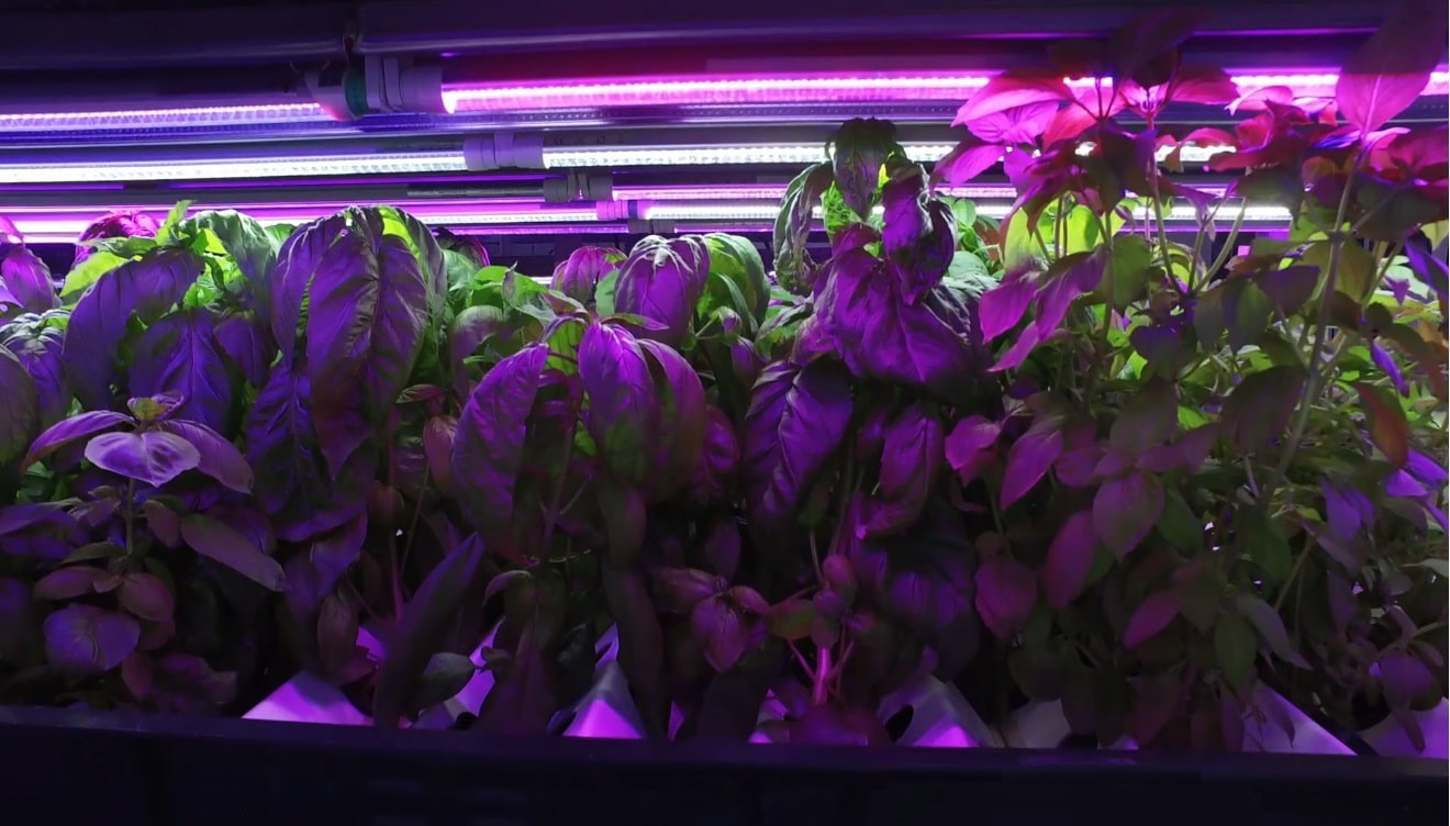 hydroponics light grow all year long