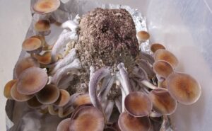 mushroom grow bags how to use 0