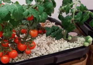  grow tent hydroponics tomatoes cherry