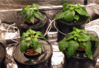 hydroponics dwc system 4 plants basket with clay pebbles