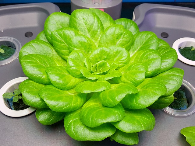hydroponics grow green salad inside grow tent at home