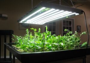 Fluorescent hydroponics light at home help growing tomatoes in Rockwool