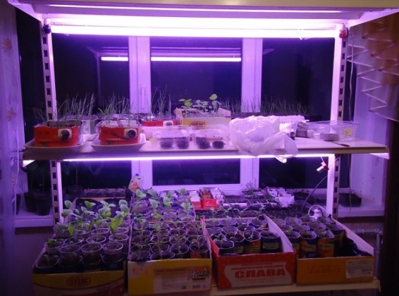 Example growing plants from seed with hydroponics Lights where the lamp is one and a half feet higher above the plants