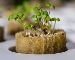 how to grow in rockwool for hydroponics system