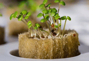 how to grow in rockwool for hydroponics system