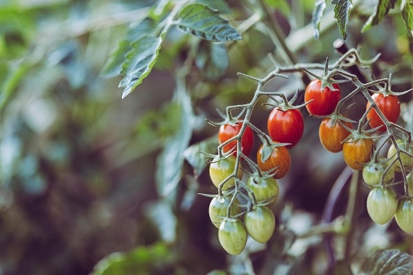 Green and red hydroponic cherry tomatoes on a branch