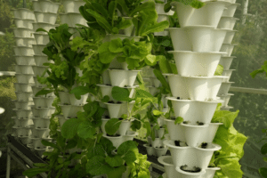 Indoor Tower Garden with leafy greens and herbs