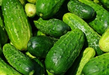 How to Grow Hydroponic Cucumbers? – Tutorial