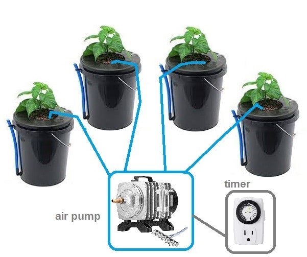 2 DWC 5 Gallon bucket system scheme whith air pump and timer anf example plants in 4 bucket