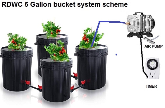 3 RDWC 5 Gallon bucket system scheme whith air pump and timer anf example tomatoes in 4 plant buckets
