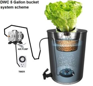 4 RDWC 5 Gallon bucket system scheme whith air pump and timer anf example plants in 1 buckets