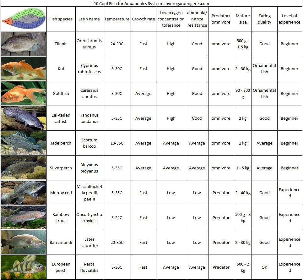 hydrogardengeek com 10 Cool Fish for Aquaponics System table img