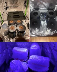 1 PowerGrow Systems DWC Hydroponic Bucket Kit example of placement in two different Grow Tents for growth and additionally the use of bags to keep moisture inside the bucket and dryness in the room