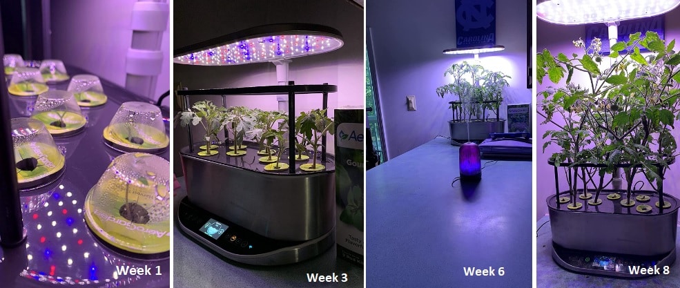 2 aeroponic growing system AeroGarden Harvest Indoor example of growing in 8 weeks on the kitchen table, in the shade.