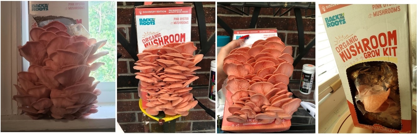 2.1 Back to the Roots all in one Oyster Mushroom Grow Kit an example of a crop on the windowsill in the kitchen, only 20 seconds a day to spray with water.
