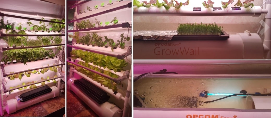4.1 NFT hydroponics OPCOM Farm GrowWall – Vertical Hydroponic Growing System example pictured grow indoor lettuce, microgreens, arugula and lettuce in 3 weeks