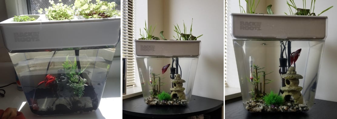5. Back to the Roots Water Garden, Self-Cleaning Fish Tank, Mini Aquaponic on the table by the window two decor options