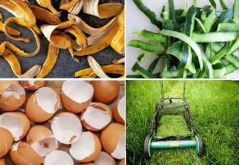 The Epic DIY Phosphorus Fertilizer Guide: Everything You Need to Know