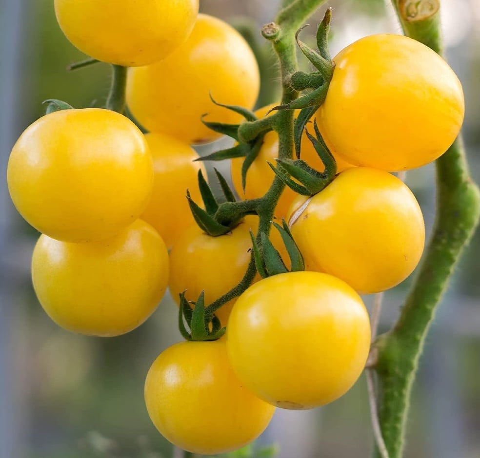 Examples of yellow cherry tomatoes on a branch