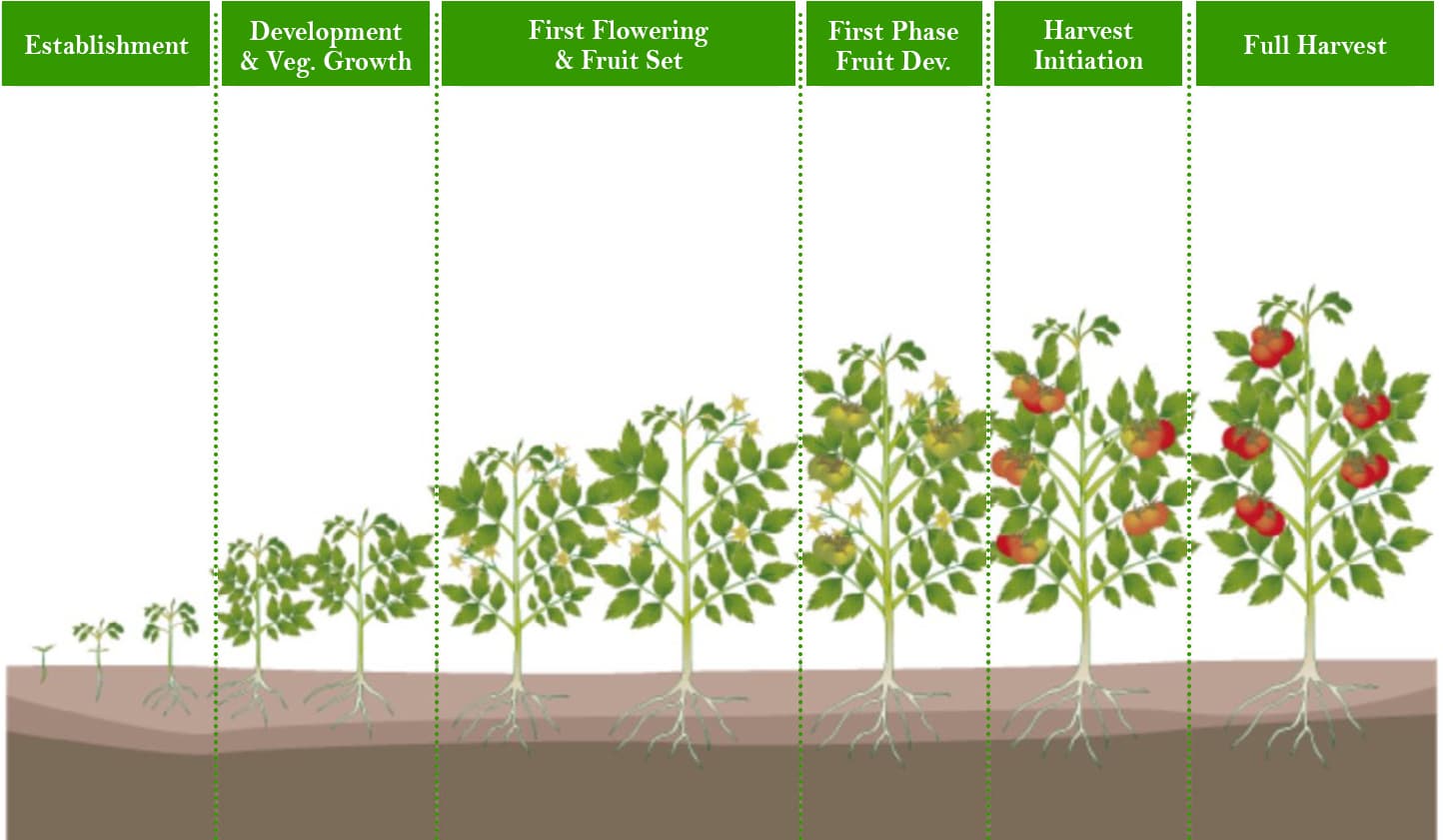 Img: Tomato development stages detail schema