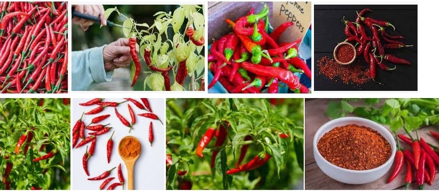 11 Cayenne Pepper example of different types and different uses