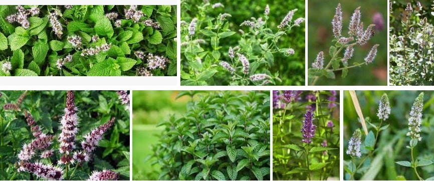 11 Mint Flowers how it Grow outdoor and indoor