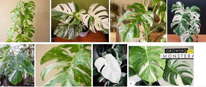 11 Monstera Albo example how to grow in different places