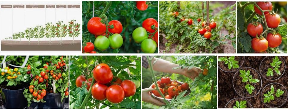 11 Tomato Plant different example of Grow