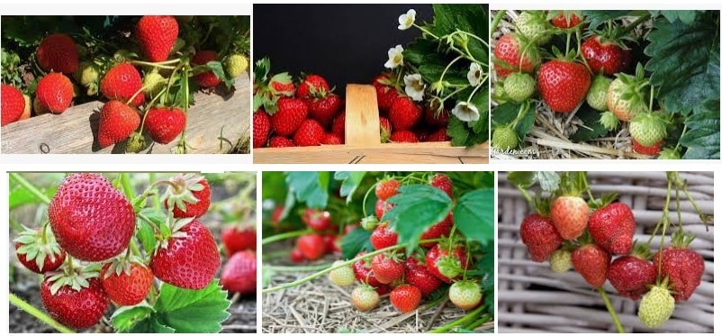 11 example of different type Strawberry Plant Epic Growing Guide