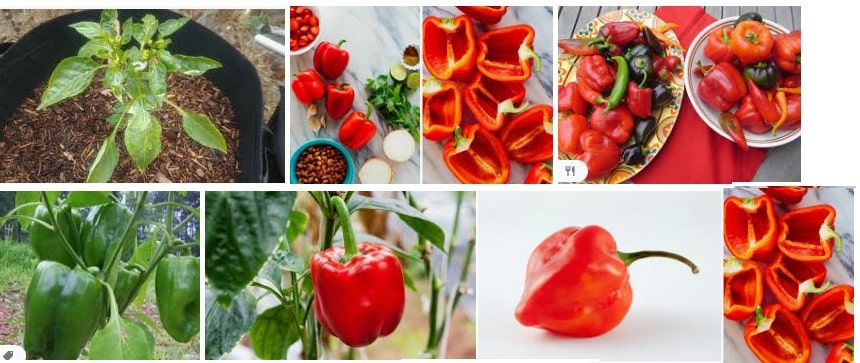 12 Example of different type Bell Pepper Growing Guide