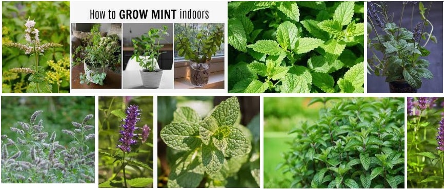 12 Mint Flowers how it Grow outdoor and indoor