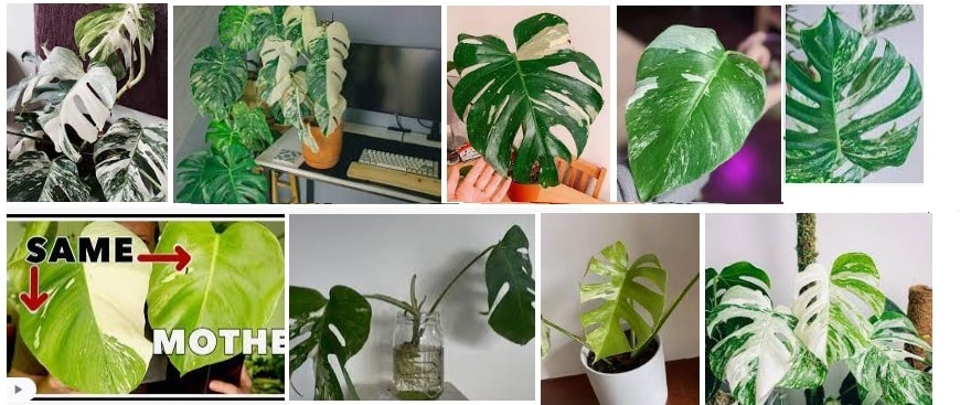 12 Monstera Albo example how to grow in different places