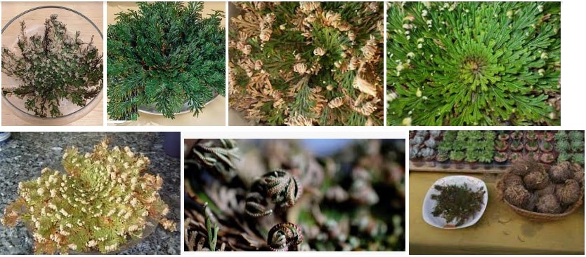 12 Rose of Jericho Grow at home examples
