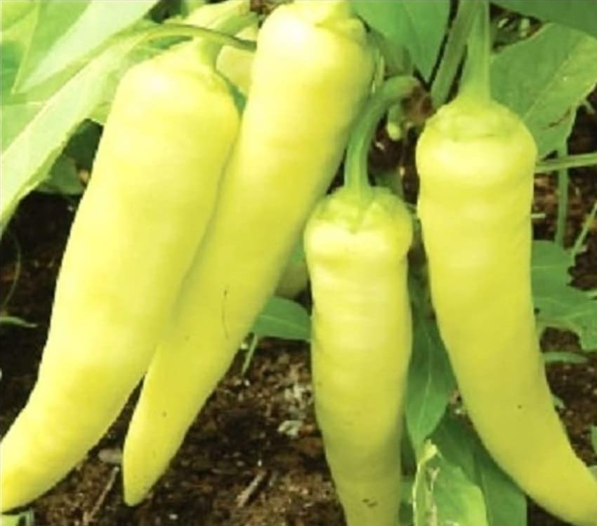 100 Sweet Banana Pepper Seeds, Non-GMO, Fresh Garden Seeds
