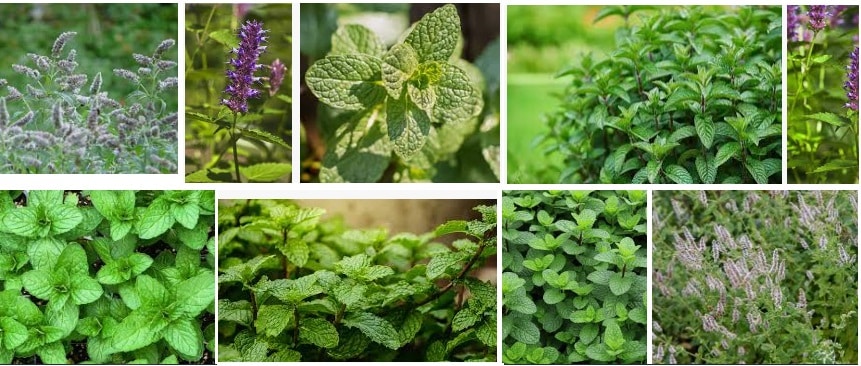 14 Mint Flowers how it Grow outdoor and indoor
