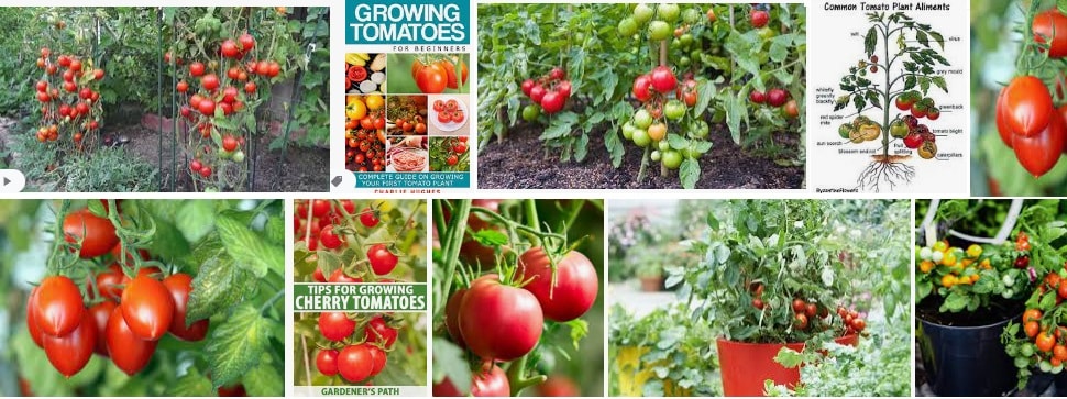 14 Tomato Plant different example of Grow