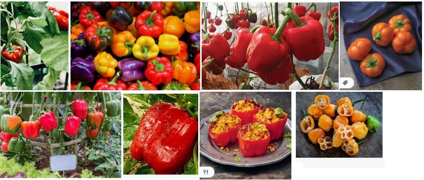 15 Example of different type Bell Pepper Growing Guide