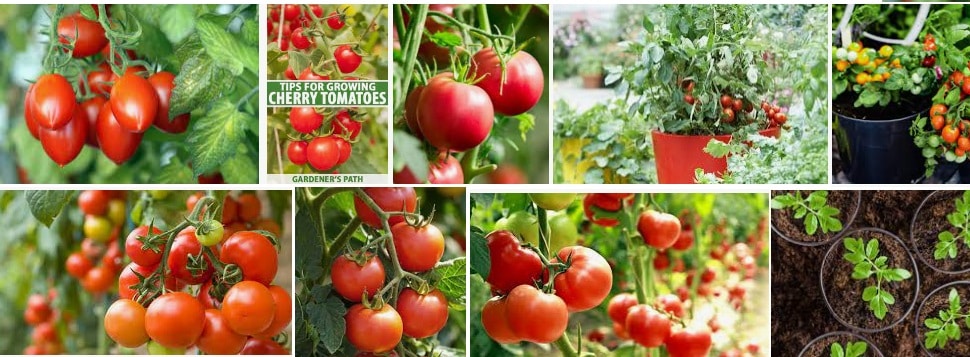 15 Tomato Plant different example of Grow