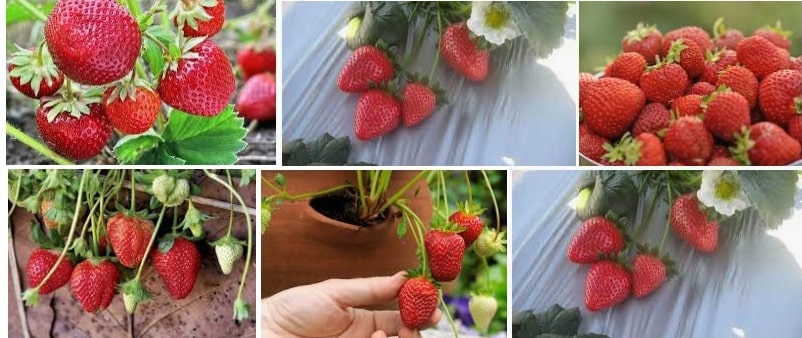 16 example of different type Strawberry Plant Epic Growing Guide