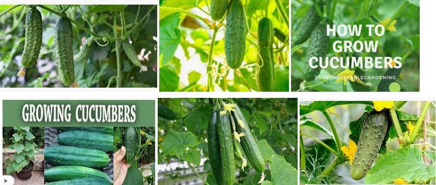 17 Bush Cucumbers example of grow in different place at home