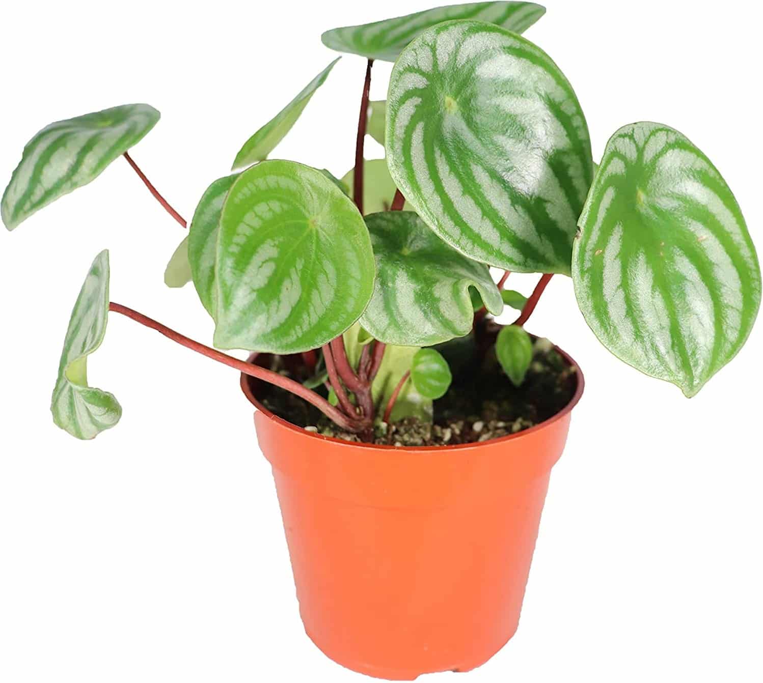 Peperomia Watermelon - 4inch from California Tropicals