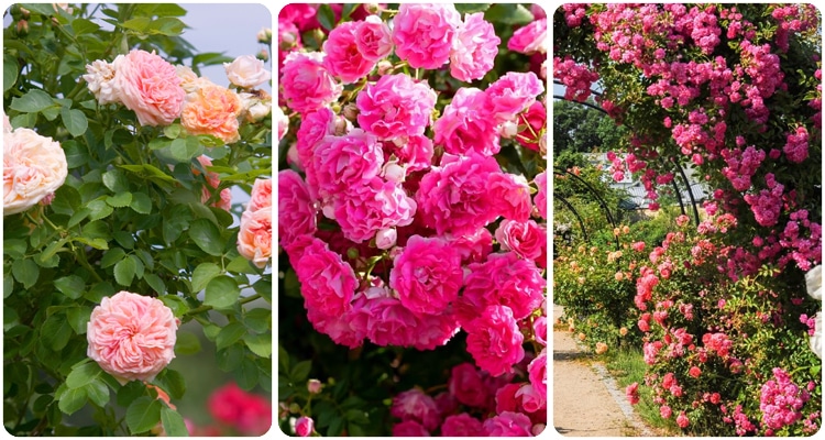 6. Genus Climbing Roses (Rosa spp.)