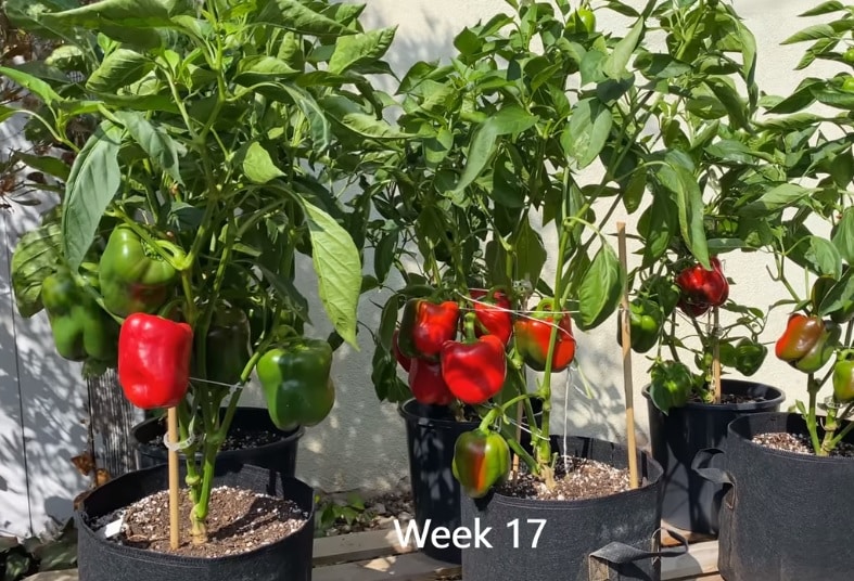 Bell Pepper Growing Guide week 17