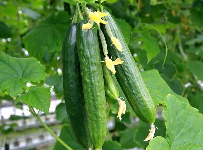 Bush Cucumbers example of grow in different place at home