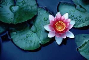 Chinese Flowers example water pink lily