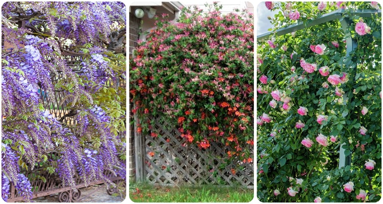 IX. Climbing plants for privacy screens and windbreaks